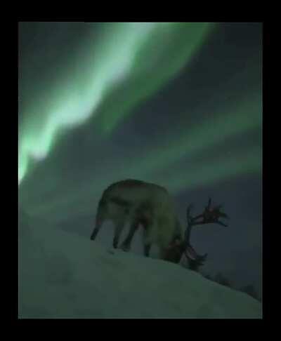 A gorgeous reindeer under the Northern Lights