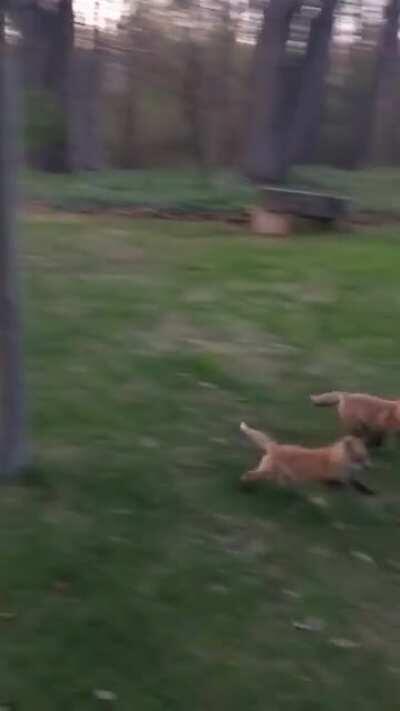 Family of curious pups decided to come say hello. From early this past May in southeast Michigan.