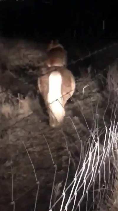 Mulher fica chocada ao descobrir que o cachorro do vizinho(sem trocadilhos) entrava em sua propriedade para andar no pônei dela?????