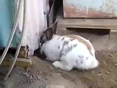 Rabbit saves trapped kitten.