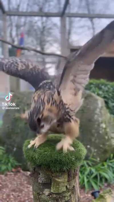 Fierce owl viciously attacks post.