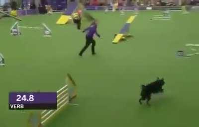 This talented pupper doing an amazing obstacle run