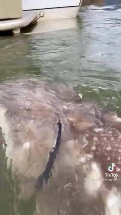 I had no idea sturgeons(?) could get this big, it’s amazing