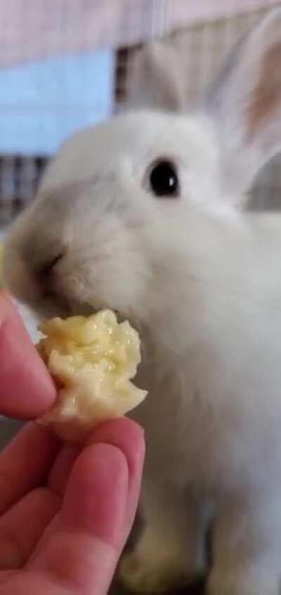 Bonny eats banana, noms loudly