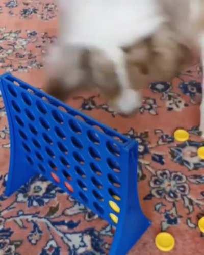 dogs reaction playing connect 4