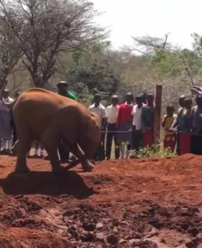 Baby elephants can sometimes inadvertently step on their own trunk, similar to we biting our own tongue