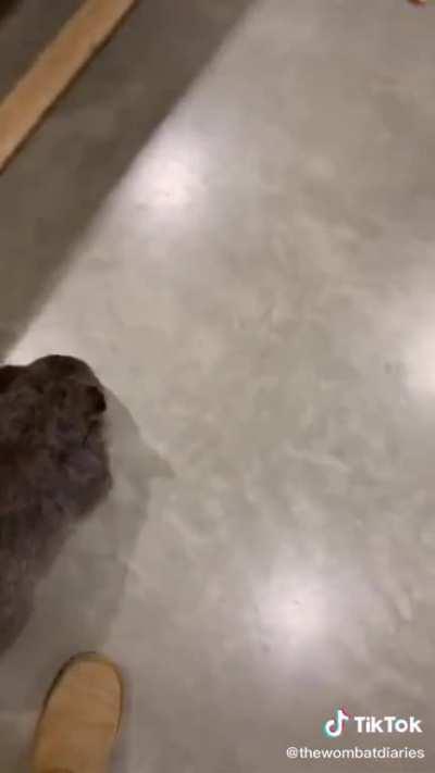 Wombat zoomies via TikTok