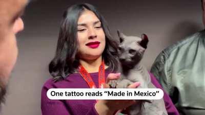 A cat in Mexico with a gang tattoo is looking for its forever home. The feline was found wandering inside a prison in the city of Ciudad Juarez