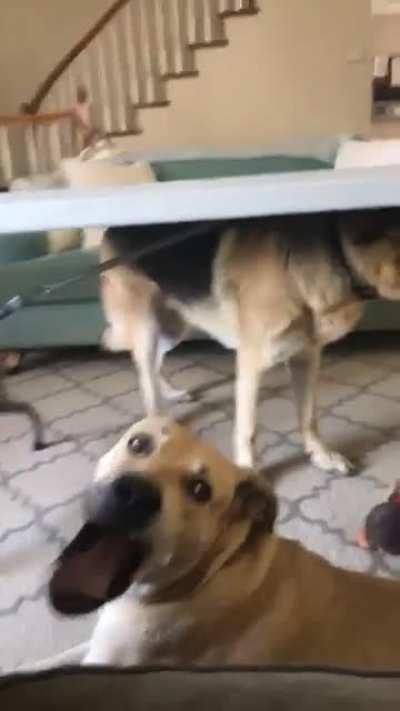 awooo