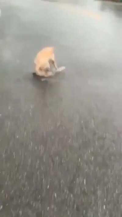 Dog being happy in the rain