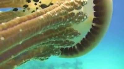 Fish swimming in the wake of a Pelagic Jellyfish