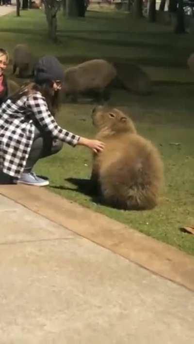 This Capybara had waited long for the scratch..