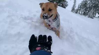 Happy New Year from Finn the clumsy Boxamute