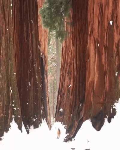 Giant Sequoias (human for scale).