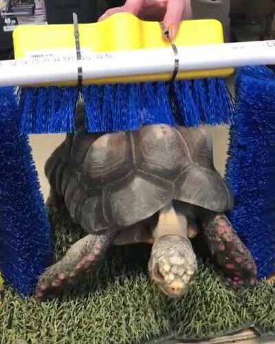 Turtles &amp;amp; tortoises can feel their shells (their shells have nerve endings). Sometimes they can get itchy. Keepers at the Philly Zoo made this shell scratcher so the turtles &amp;amp; tortoises can get A+ scratches.