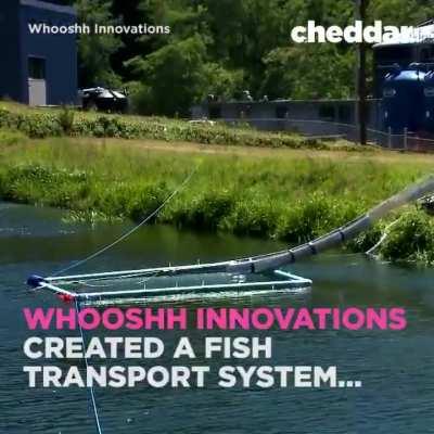 A system designed to help native fish quickly pass over dams in seconds rather than days