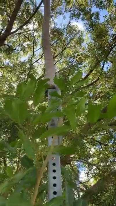 This tree is armored and have grown through a metal street sign