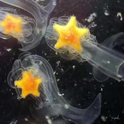 🔥 Starfish Larvae