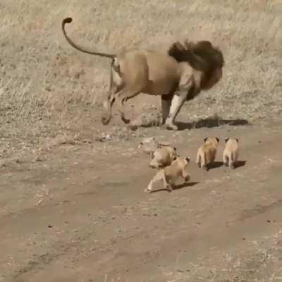 🔥 A magnificent lion and his cubs