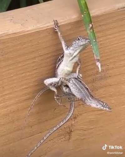 That lizard 🦎 is a badass.