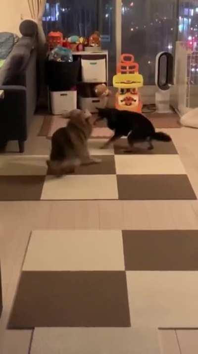 Dogs playing a game. Rules are a mystery