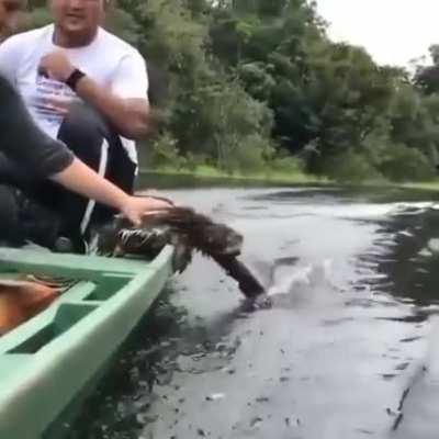 Just a sloth enjoying a boat ride.