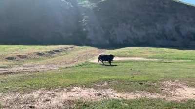 A bull charges cyclists racing in California