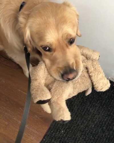 ‪Barley and his stuffed best friend Fluffy do everything together but for the last six weeks, Fluffy has been in covid-19 quarantine. Barley still tries to take him outside every single morning. Should we let Fluffy out into the wild again? Yay or nay?