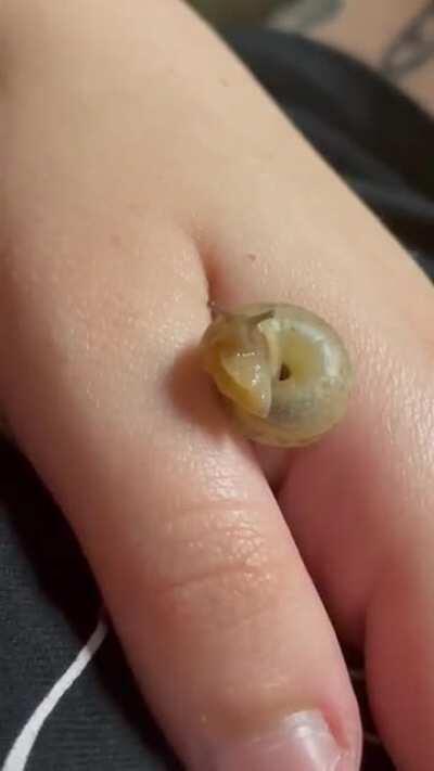 Lil snail slowly coming out of its shell