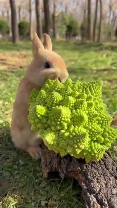 cute bunny eating brocolli