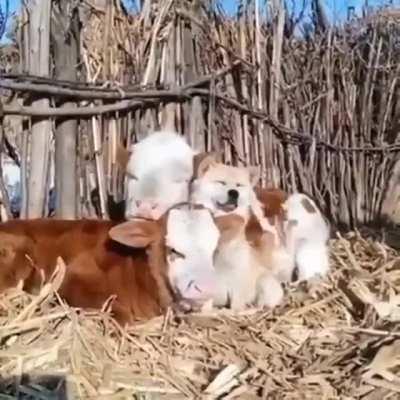 Cow - dog friendship