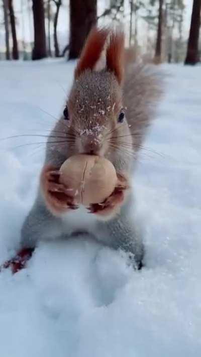 🔥 Red squirrel that looks like it's wearing a gray sweater in Rossiya 🔥