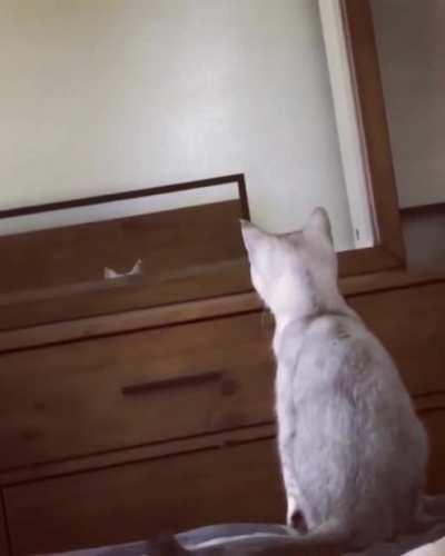 Cat finds ears