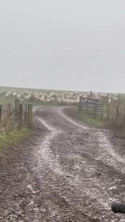 A herding dog at work