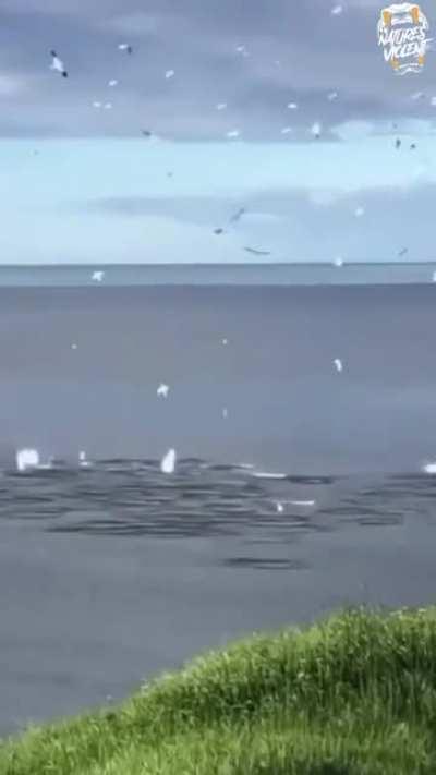 🔥 Seabirds dive bombing a school of fish