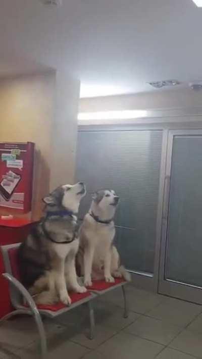 Huskies at the Post Office