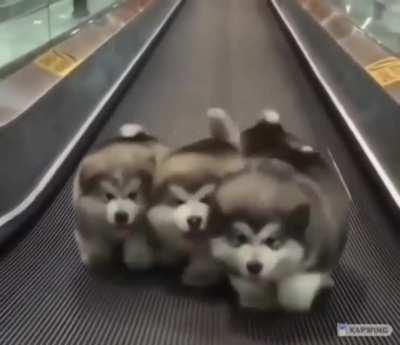 Huskies