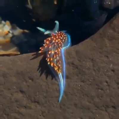 Brilliant sea slug