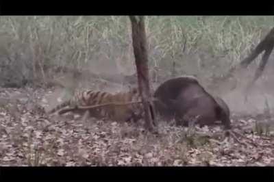 Male tiger attempts to kill a gaur cow, a bull tries to intervene and ends up hitting the cow rather than the tiger. Kanha NP, India. [X-post r/HardcoreNature]