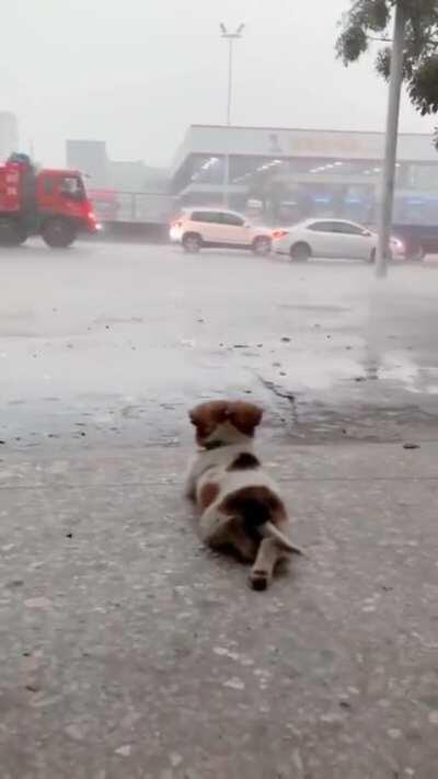 This little guy loves to sit out and watch the rain in peace