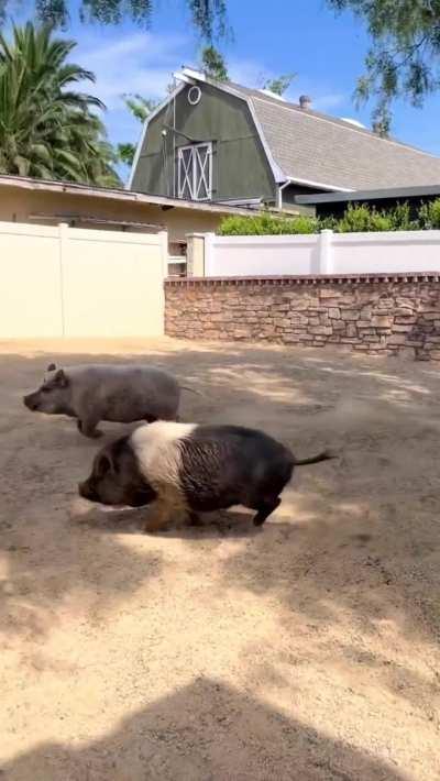 Pigs playing in mud and getting the zoomies