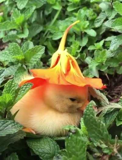 To contradict all the bad news, here’s a sleepy ducking wearing a flower hat.