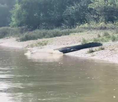 🔥 He's beauty, he's grace, he's a bull Saltwater Crocodile!