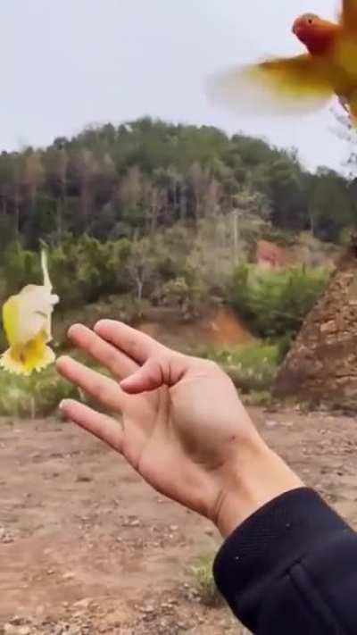 🔥 this guy calls in birds like in the disney movies