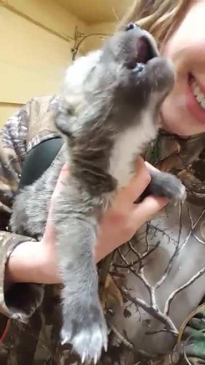 Wolf Pup howling for the first time.