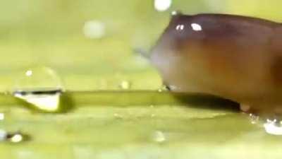 How a slug drinks water