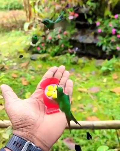 The tail of White-booted racket-tail hummingbirds in flight