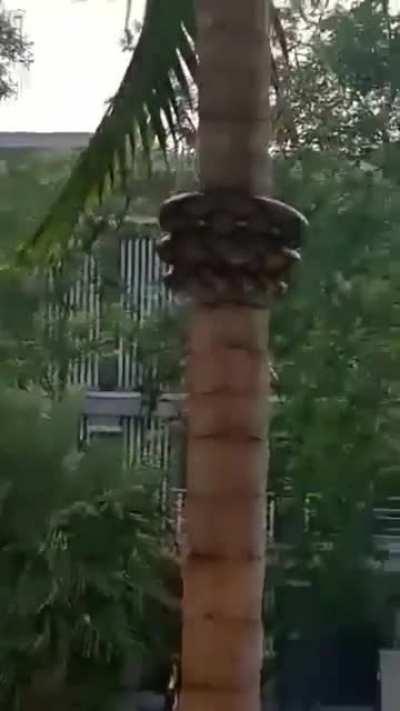 The way this snake climbs a tree