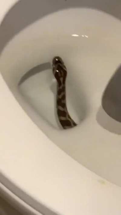 Thanks, I hate this snake in my toilet