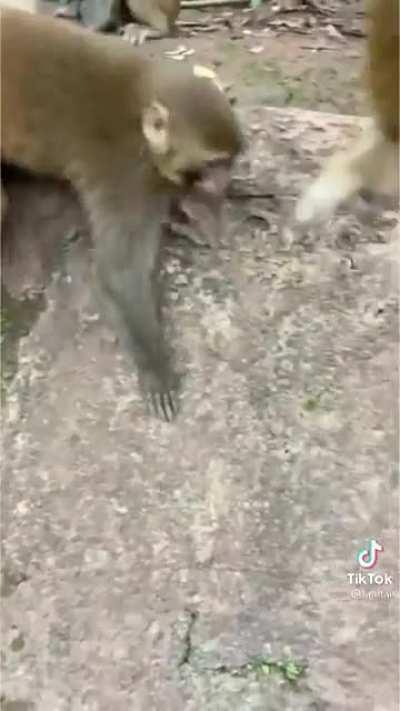 pov, es tiempo de elecciones y eres un candidato en un distrito rural buscando votos: